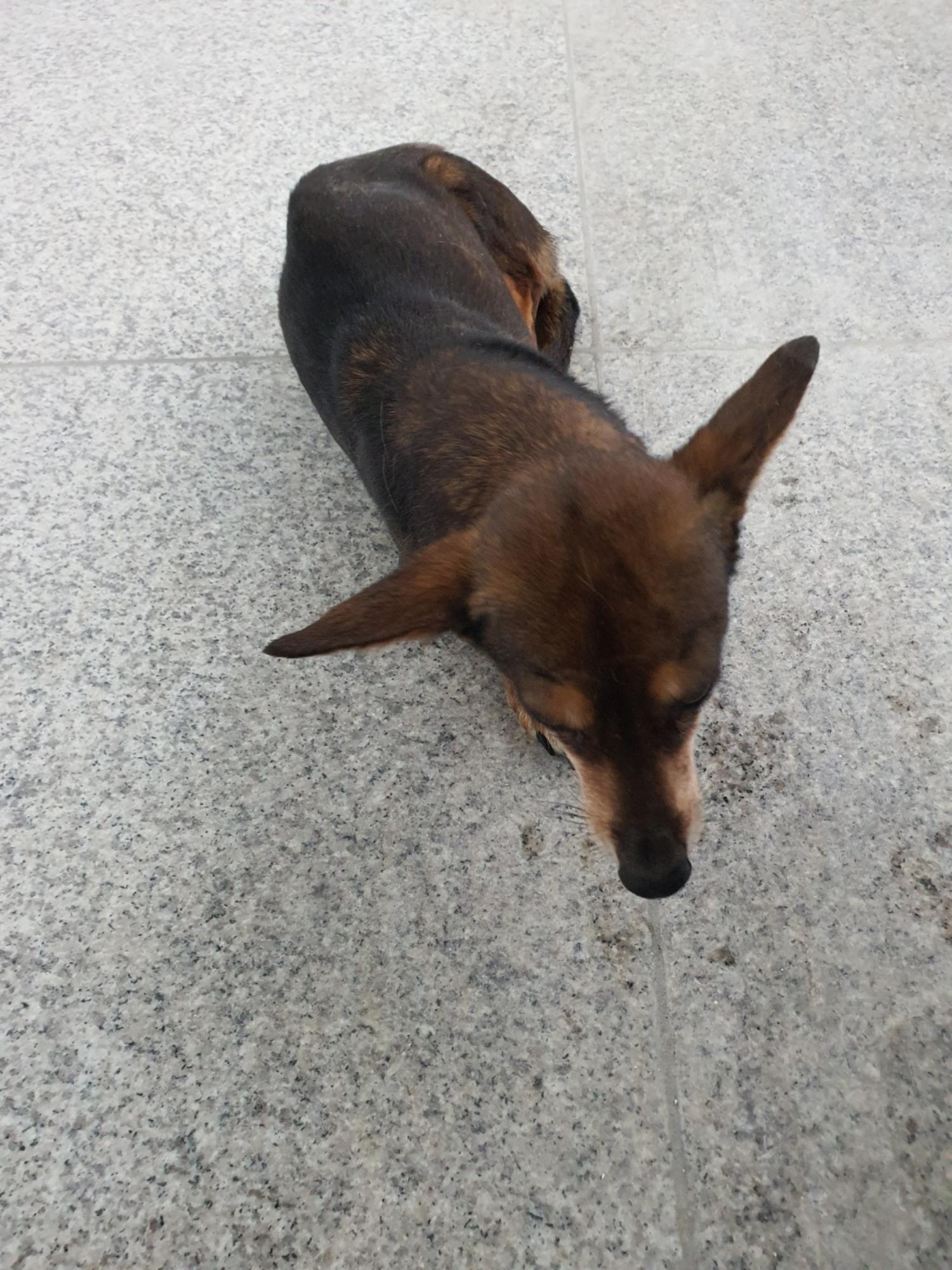 구미시 동물보호센터_447508202401182